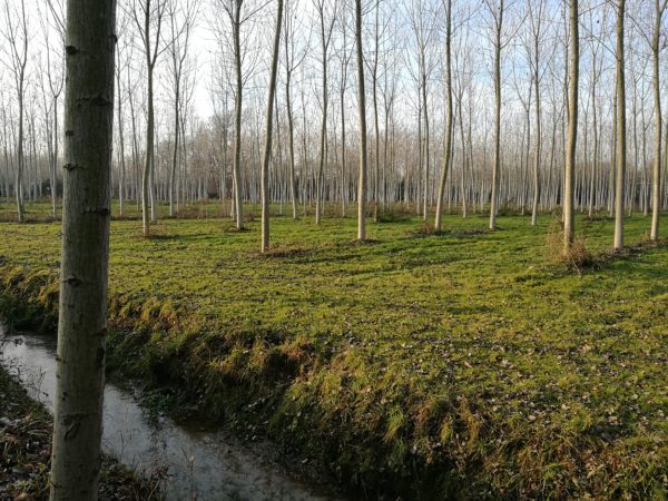 birch grove