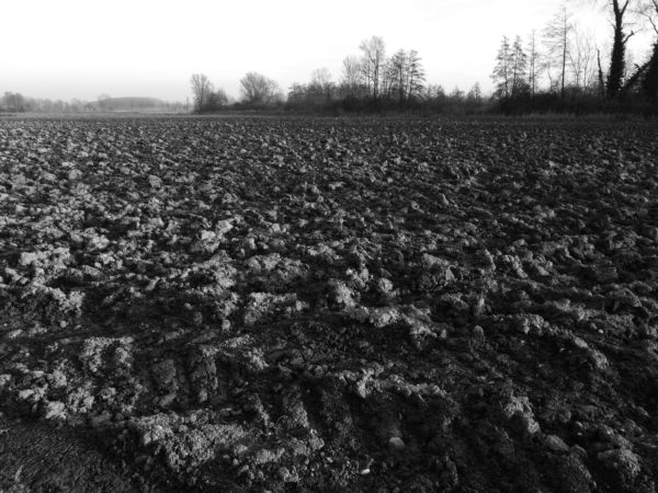 winter fields