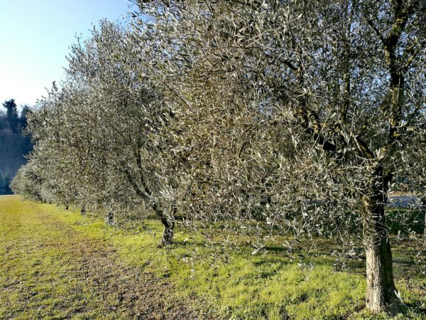 glittering olive trees