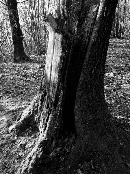 winter forest