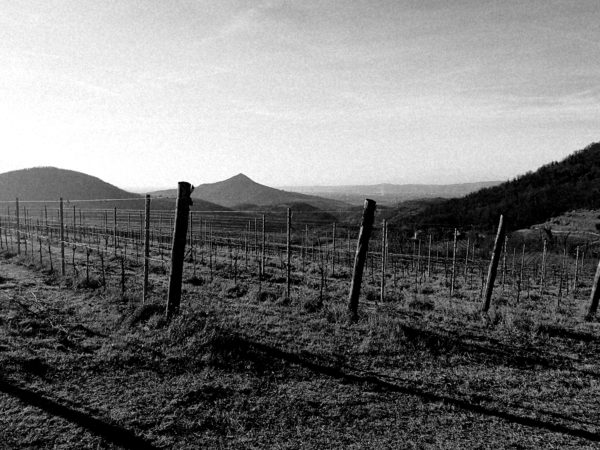 Vine in the hills huawei p9