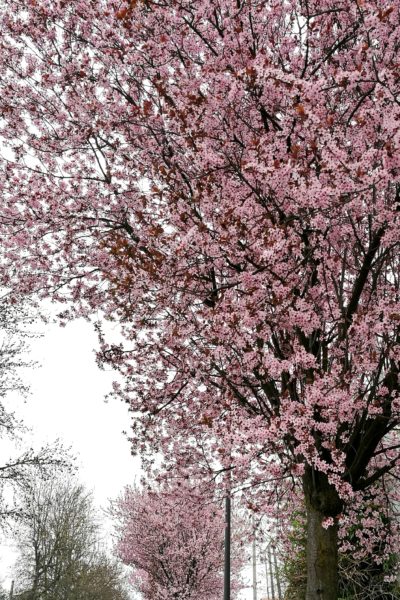 peach trees in flowers huawei p9