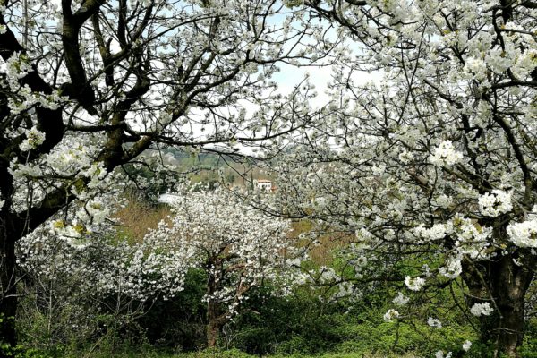 cherry trees in flowers huawei p9