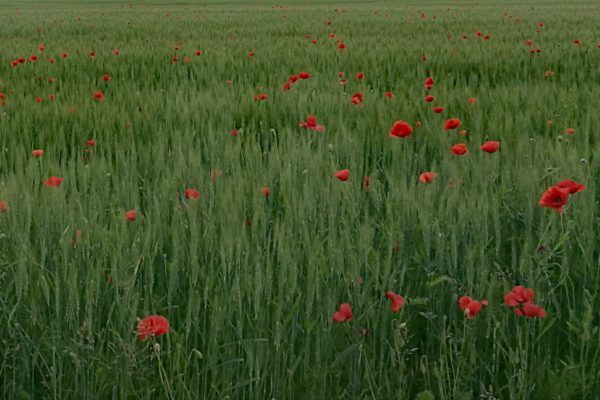 Poppies field huawei p9