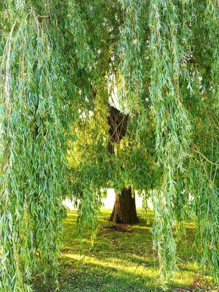 Weeping willow huawei p9