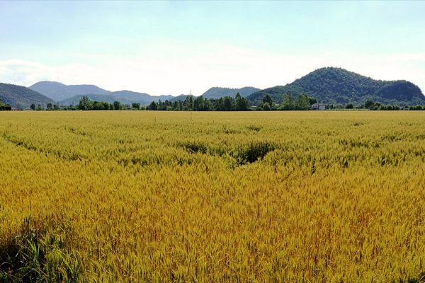 Yellow field huawei p9