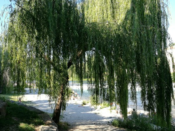 Weeping willow huawei p9