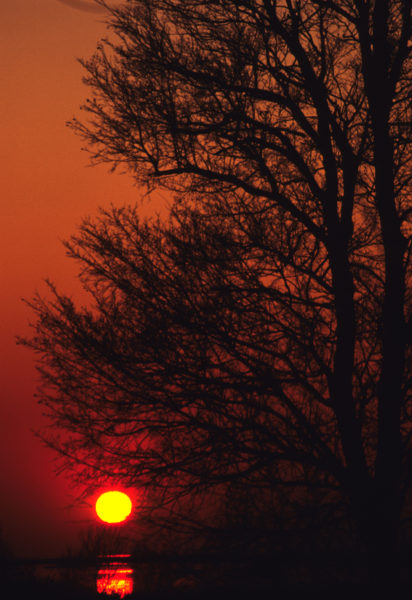 Sunset throw the branches nikon