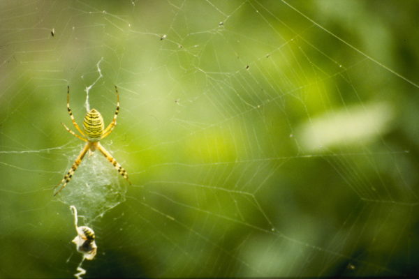 Spiderman nikon