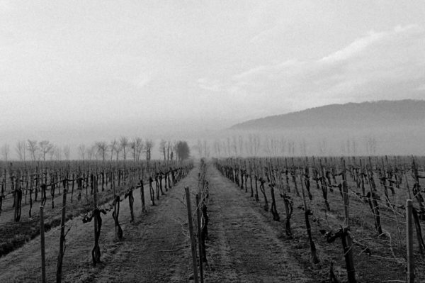 Vineyard in winter huawei p9