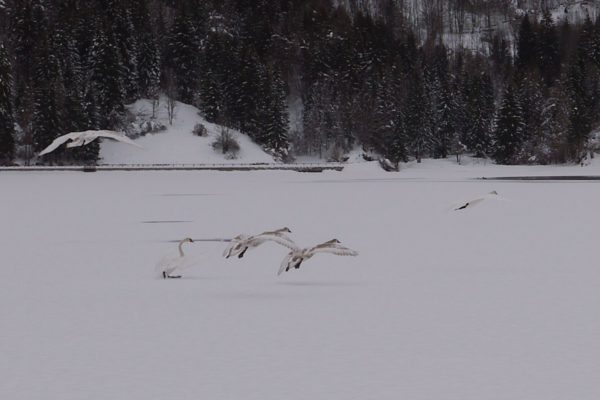 Landing swans pana lx100