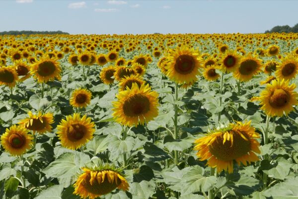 Sunflowers pana lx100