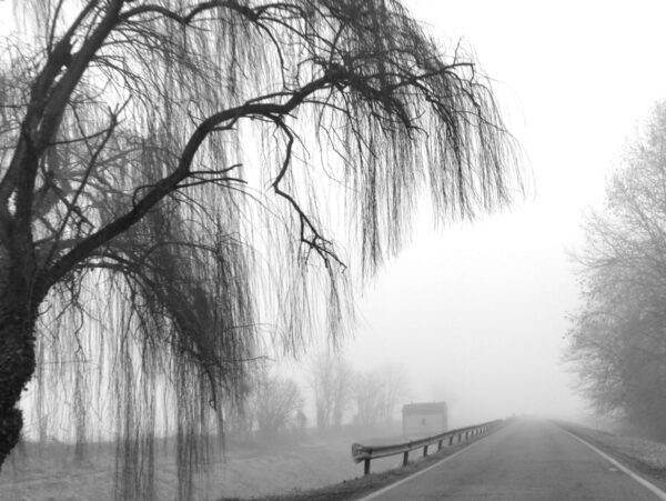 Weeping willow huawei p30